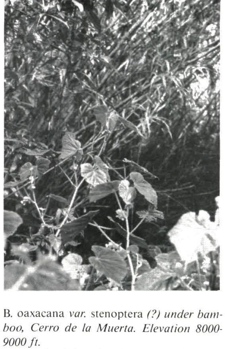 B. oaxacana var. stenoptera